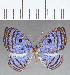  ( - CFC12732)  @11 [ ] Copyright (2019) Christer Fahraeus Center For Collection-Based Research