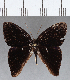  ( - CFC12761)  @11 [ ] Copyright (2019) Christer Fahraeus Center For Collection-Based Research