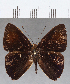  ( - CFC12764)  @11 [ ] Copyright (2019) Christer Fahraeus Center For Collection-Based Research