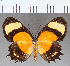  (Methone sp. CF08 - CFC12786)  @11 [ ] Copyright (2019) Christer Fahraeus Center For Collection-Based Research