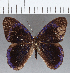  ( - CFC12789)  @11 [ ] Copyright (2019) Christer Fahraeus Center For Collection-Based Research