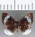  ( - CFC12907)  @11 [ ] Copyright (2019) Christer Fahraeus Center For Collection-Based Research