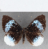  ( - CFC12922)  @11 [ ] Copyright (2019) Christer Fahraeus Center For Collection-Based Research