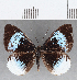  ( - CFC12927)  @11 [ ] Copyright (2019) Christer Fahraeus Center For Collection-Based Research