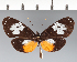  (Hyalyris coeno - CFC13190)  @11 [ ] copyright (2022) Center For Collection-Based Research Center For Collection-Based Research