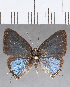  ( - CFC13226)  @11 [ ] Copyright (2019) Christer Fahraeus Center For Collection-Based Research