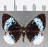  ( - CFC13255)  @11 [ ] Copyright (2019) Christer Fahraeus Center For Collection-Based Research