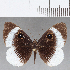  ( - CFC13265)  @11 [ ] Copyright (2019) Christer Fahraeus Center For Collection-Based Research