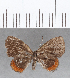  ( - CFC13301)  @11 [ ] Copyright (2019) Christer Fahraeus Center For Collection-Based Research