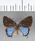  ( - CFC13309)  @11 [ ] Copyright (2018) Christer Fahraeus Center For Collection-Based Research