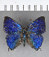  ( - CFC13391)  @11 [ ] Copyright (2018) Christer Fahraeus Center For Collection-Based Research