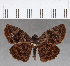  ( - CFC13416)  @14 [ ] Copyright (2018) Christer Fahraeus Center For Collection-Based Research