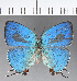  ( - CFC13441)  @11 [ ] Copyright (2018) Christer Fahraeus Center For Collection-Based Research