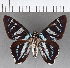  ( - CFC13455)  @11 [ ] Copyright (2018) Christer Fahraeus Center For Collection-Based Research