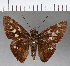  (Calpodes sp. CF01 - CFC13463)  @11 [ ] Copyright (2018) Christer Fahraeus Center For Collection-Based Research
