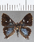  ( - CFC13772)  @11 [ ] Copyright (2019) Christer Fahraeus Center For Collection-Based Research