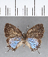  ( - CFC13828)  @11 [ ] Copyright (2018) Christer Fahraeus Center For Collection-Based Research