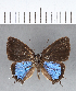  ( - CFC13829)  @11 [ ] Copyright (2018) Christer Fahraeus Center For Collection-Based Research