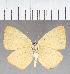  (Theope sp. CF81 - CFC13837)  @11 [ ] copyright (2021) Center For Collection-Based Research Center For Collection-Based Research