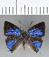  ( - CFC13960)  @11 [ ] Copyright (2018) Christer Fahraeus Center For Collection-Based Research