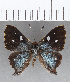  (Anteros principalis - CFC13964)  @11 [ ] Copyright (2019) Christer Fahraeus Center For Collection-Based Research