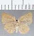  (Theope sp. CF50 - CFC14009)  @11 [ ] Copyright (2019) Christer Fahraeus Center For Collection-Based Research