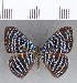  ( - CFC14017)  @14 [ ] Copyright (2019) Christer Fahraeus Center For Collection-Based Research