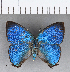  ( - CFC14027)  @11 [ ] Copyright (2018) Christer Fahraeus Center For Collection-Based Research