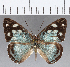  ( - CFC14062)  @11 [ ] Copyright (2019) Christer Fahraeus Center For Collection-Based Research