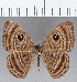  (Mesosemia sp. CF201 - CFC14074)  @11 [ ] Copyright (2019) Christer Fahraeus Center For Collection-Based Research