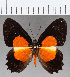  (Methone sp. CF07 - CFC14079)  @11 [ ] Copyright (2019) Christer Fahraeus Center For Collection-Based Research
