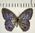  ( - CFC01408)  @11 [ ] Copyright (2018) Christer Fahraeus Center For Collection-Based Research
