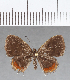  ( - CFC14101)  @11 [ ] Copyright (2019) Christer Fahraeus Center For Collection-Based Research
