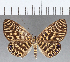  ( - CFC14172)  @11 [ ] Copyright (2019) Christer Fahraeus Center For Collection-Based Research