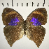  ( - CFC01424)  @13 [ ] Copyright (2018) Christer Fahraeus Center For Collection-Based Research