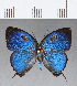  ( - CFC14252)  @11 [ ] Copyright (2018) Christer Fahraeus Center For Collection-Based Research
