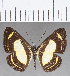  ( - CFC14316)  @11 [ ] Copyright (2019) Christer Fahraeus Center For Collection-Based Research