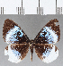  ( - CFC14343)  @11 [ ] Copyright (2019) Christer Fahraeus Center For Collection-Based Research