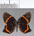  (Riodina sp. CF02 - CFC14848)  @11 [ ] Copyright (2018) Christer Fahraeus Center For Collection-Based Research