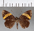  (Celaenorrhinus sp. CF01 - CFC15056)  @11 [ ] Copyright (2018) Christer Fahraeus Center For Collection-Based Research
