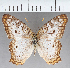  (Anartia sp. CF01 - CFC15223)  @11 [ ] copyright (2021) Center For Collection-Based Research Center For Collection-Based Research