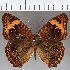  (Junonia sp. CF04 - CFC15259)  @11 [ ] copyright (2021) Center For Collection-Based Research Center For Collection-Based Research