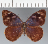  (Eunica sp. CF17 - CFC15781)  @11 [ ] copyright (2023) Center For Collection-Based Research Center For Collection-Based Research