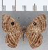  ( - CFC15833)  @11 [ ] Copyright (2019) Christer Fahraeus Center For Collection-Based Research