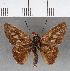  (Calpodes esperi - CFC15847)  @11 [ ] Copyright (2018) Christer Fahraeus Center For Collection-Based Research