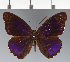  (Eunica sp. CF06 - CFC15875)  @11 [ ] copyright (2023) Center For Collection-Based Research Center For Collection-Based Research