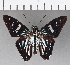  ( - CFC15898)  @13 [ ] Copyright (2018) Christer Fahraeus Center For Collection-Based Research