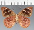  (Eunica sp. CF18 - CFC15960)  @11 [ ] copyright (2023) Center For Collection-Based Research Center For Collection-Based Research