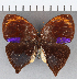  ( - CFC15966)  @14 [ ] Copyright (2019) Christer Fahraeus Center For Collection-Based Research