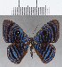  ( - CFC16067)  @11 [ ] Copyright (2019) Christer Fahraeus Center For Collection-Based Research